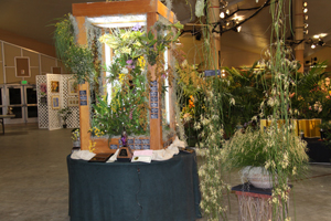Display by Andys Orchids Gold Certificate